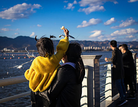 昆明看海鸥