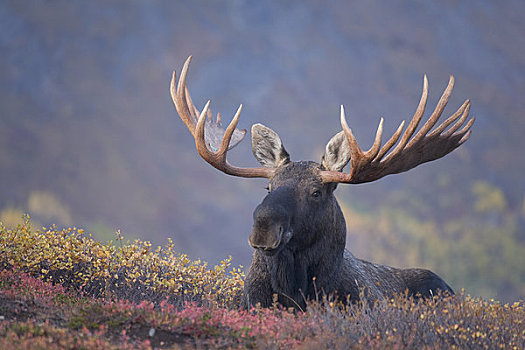驼鹿,秋天,电线,楚加奇州立公园,楚加奇山,阿拉斯加
