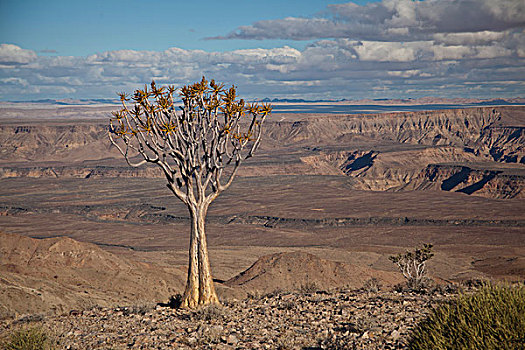 抖树,鱼河大峡谷,纳米比亚