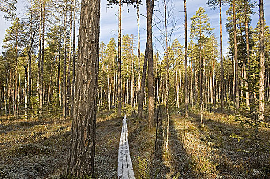 瑞典,姆多斯国家公园,树林,小路,木头