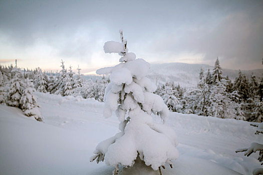 积雪,树,山