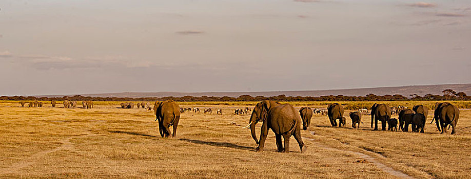 非洲大象037