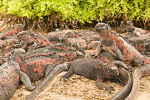 厄瓜多尔,费尔南迪纳岛,加拉帕戈斯群岛,国家公园,海鬣蜥