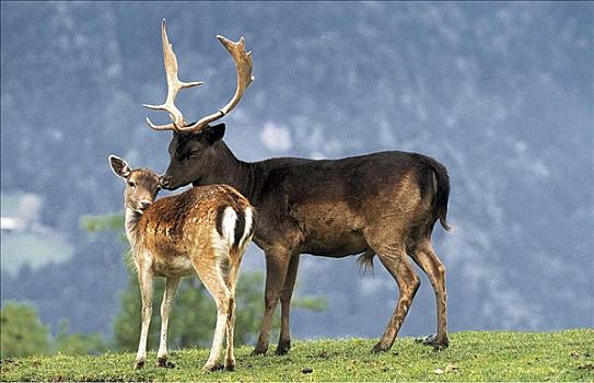 小鹿,公鹿,黇鹿,哺乳动物,巴伐利亚,德国,欧洲,动物