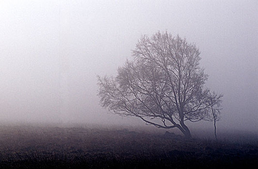 树,雾,峰区国家公园,德贝郡,英格兰