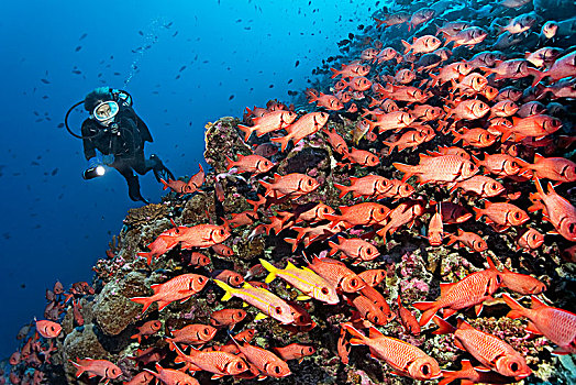 潜水,成群,松果,鳂,礁石,太平洋,法属玻利尼西亚,大洋洲
