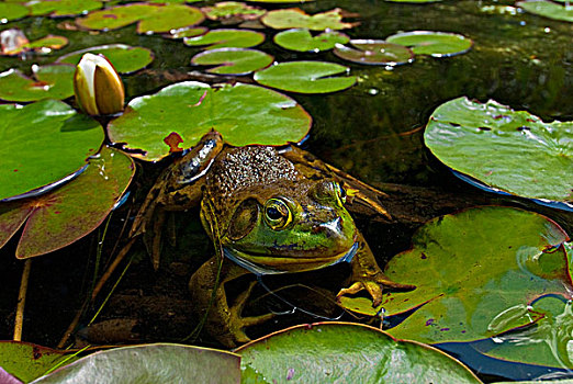 雄性,牛蛙,湿地
