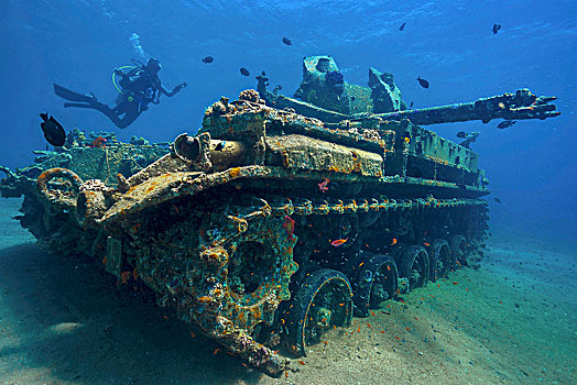 潜水,旁侧,坦克,围绕,彩色,鱼,红海