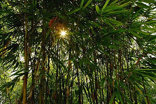 竹子,植物,中式花园,新加坡