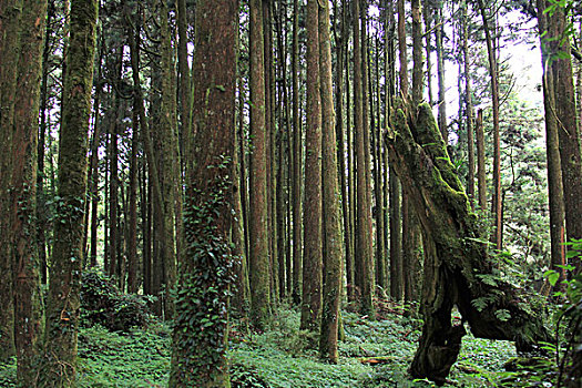 阿里山桧木林