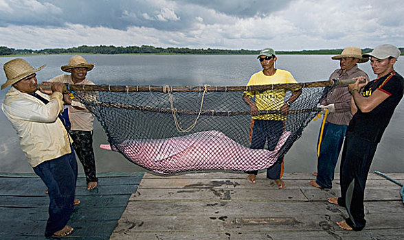 亚马逊河,海豚,研究人员,捕获,巴西
