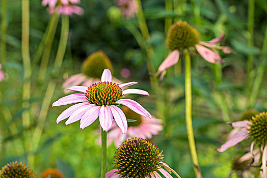 紫锥花松果菊