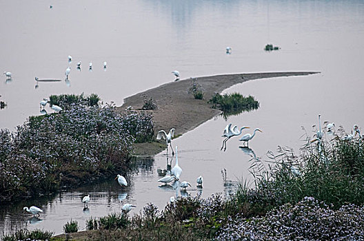 北戴河鸽子窝湿地白鹭