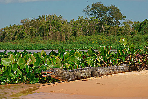 宽吻鳄,凯门鳄,躺着,沙子,堤岸,潘塔纳尔,巴西,南美