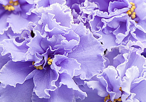 漂亮,紫色,装饰,特里,紫罗兰,花,微距