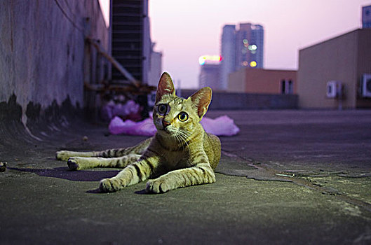 楼顶野猫