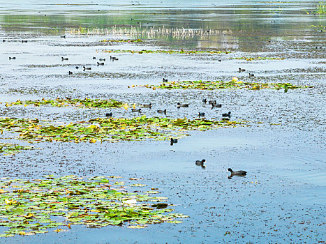 江苏东海,湿地生态美,鸟儿栖息乐