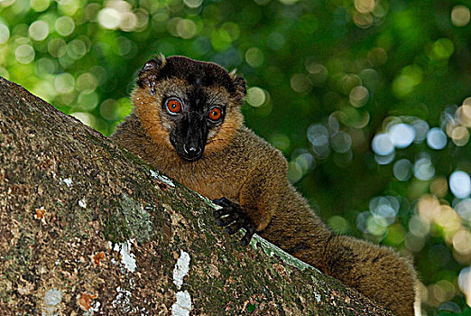 褐色,狐猴,预留,南,马达加斯加