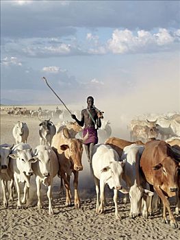 高,牧民,牛,干燥,尘土,奥莫河,一个,部落,人,生活方式,埃塞俄比亚西南部,形态,局部