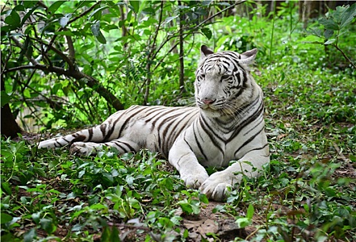 雌性,白色,孟加拉虎