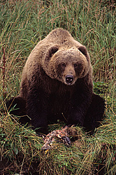 阿拉斯加,科迪亚克岛,家,科迪亚克熊,棕熊,陆地,食肉动物,世界