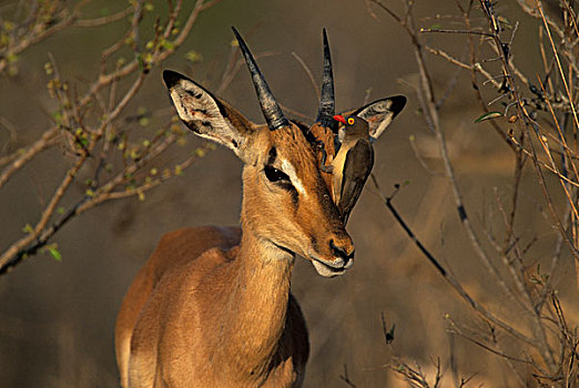 黑斑羚,红嘴牛椋鸟,克鲁格国家公园,南非,非洲