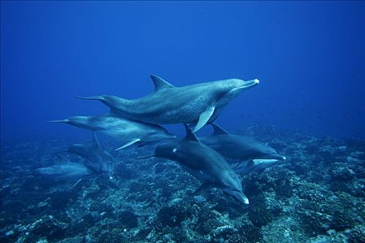 宽吻海豚,游泳,上方,珊瑚礁,岛屿,日本