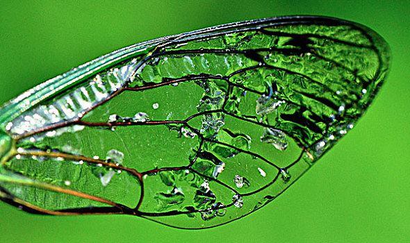 蜻蜓,翼,绿色背景