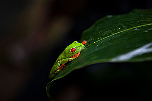 红眼树蛙,哥斯达黎加,中美洲