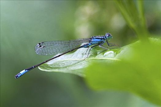 蓝色,尾巴,蜻蛉,长叶异痣蟌,叶子