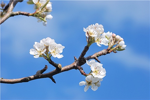 梨树,花,春天