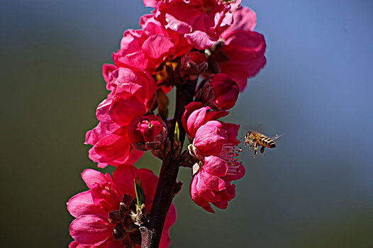 蜜蜂与桃花