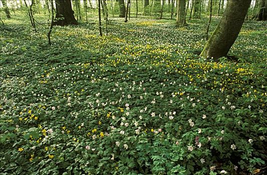 白头翁,银莲花属,国家公园,瑞典