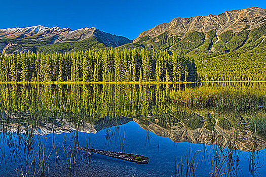 湖,山峦,背景,碧玉国家公园,艾伯塔省,加拿大