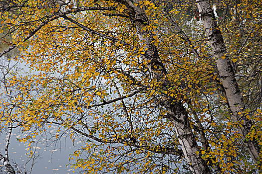 秋天水边树林