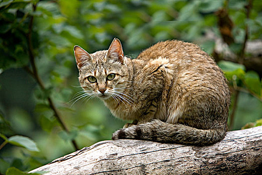 非洲,野猫科动物,枝头