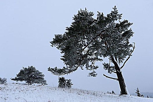 松树,雪中,巴伐利亚,德国