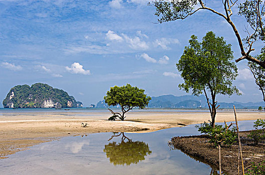 红树林,海岸,甲米,泰国,亚洲