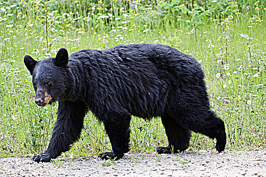 黑熊,美洲黑熊,觅食,野花,威尔斯格雷省立公园,不列颠哥伦比亚省,加拿大