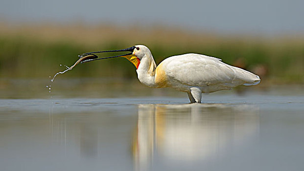 白琵鷺,普通,篦鹭,觅食,食物,国家公园,匈牙利,欧洲