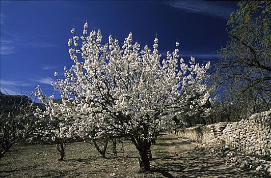 马略卡岛,盛开,樱桃树