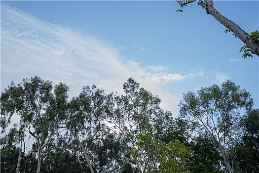 羊城广州夏天天河公园绿树成荫林荫大道