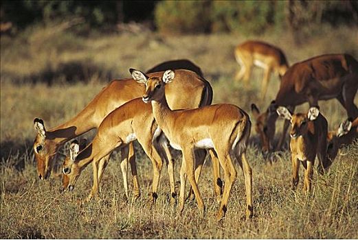 黑斑羚,羚羊,高角羚属,哺乳动物,萨布鲁国家公园,肯尼亚,非洲,动物