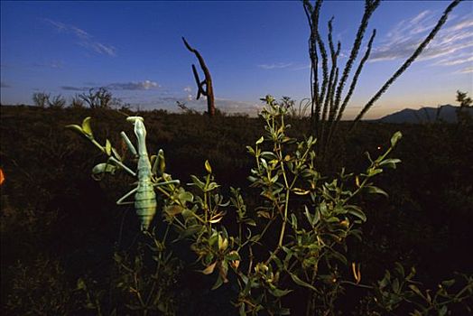 亚利桑那,螳螂,植物,索诺拉沙漠,靠近