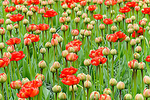 红色,郁金香,芽,开着,春天,库肯霍夫花园,荷兰南部,荷兰