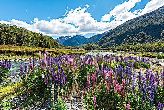紫色,羽扇豆属植物,羽扇豆,河,伯爵,山,峡湾国家公园,南部地区,区域,新西兰,大洋洲