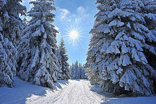 雪,遮盖,冬天,风景,滑雪,小路,格罗塞尔,图林根州,德国