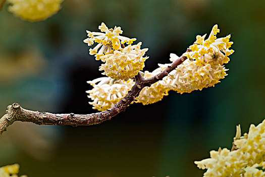 结香花