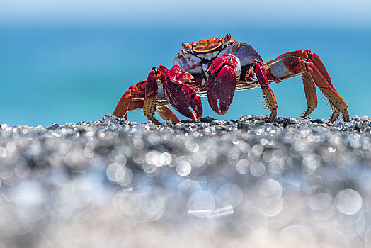 红岩,螃蟹,湿,石头,特内里费岛,加纳利群岛,西班牙,欧洲