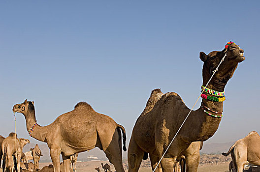 牧群,骆驼,普什卡,拉贾斯坦邦,印度